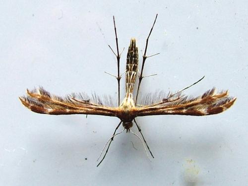 Oxyptilus sp.